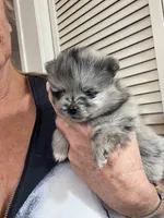 Comet, a female Pomeranian for sale in Avon Park, FL – Photo 5 of 10