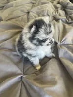 Comet, a female Pomeranian for sale in Avon Park, FL – Photo 1 of 10