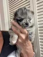 Comet, a female Pomeranian for sale in Avon Park, FL – Photo 7 of 10