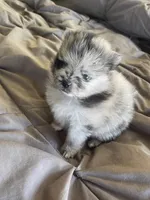 Comet, a female Pomeranian for sale in Avon Park, FL – Photo 2 of 10