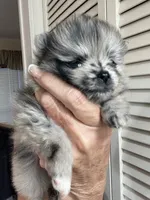 Comet, a female Pomeranian for sale in Avon Park, FL – Photo 10 of 10