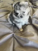 Comet, a female Pomeranian for sale in Avon Park, FL – Photo 3 of 10