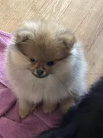 Gucci  *  AKC, a female Pomeranian for sale in Avon Park, FL – Photo 6 of 8