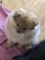 Gucci  *  AKC, a female Pomeranian for sale in Avon Park, FL – Photo 4 of 8