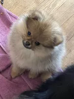 Gucci  *  AKC, a female Pomeranian for sale in Avon Park, FL – Photo 7 of 8