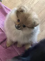 Gucci  *  AKC, a female Pomeranian for sale in Avon Park, FL – Photo 1 of 8