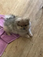 Gucci  *  AKC, a female Pomeranian for sale in Avon Park, FL – Photo 3 of 8