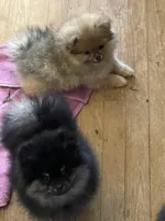 Gucci  *  AKC, a female Pomeranian for sale in Avon Park, FL – Photo 5 of 8