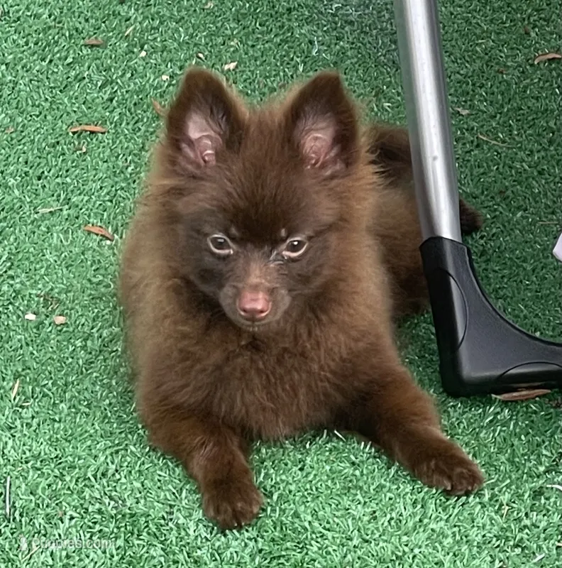 Extra Micro Mocha – Pomeranian puppy for sale in Avon Park, FL