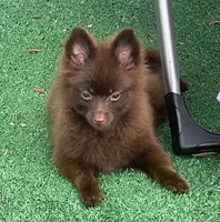 Extra Micro Mocha, a male Pomeranian for sale in Avon Park, FL – 1 of 9
