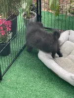 Raven, a female Pomeranian for sale in Avon Park, FL – 4 of 4