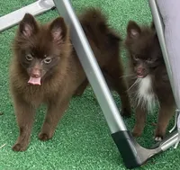 Extra Micro Truffles, a male Pomeranian for sale in Avon Park, FL – 7 of 9