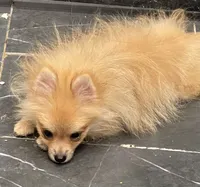 Micro Sunny, a male Pomeranian for sale in Avon Park, FL – 4 of 10