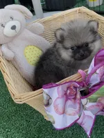 Sting, a male Pomeranian for sale in Avon Park, FL – 1 of 8