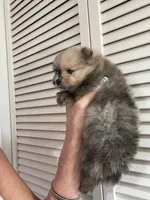 processed/d40a3093-de9f-4f42-88ea-61b8744aed7f/listing/b6449ef3-a3f4-43c4-8156-ff3c4dd03ec4/1bb92197-2ec6-4884-a46a-ddf963e7ed11