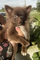Extra Micro Truffles, a male Pomeranian for sale in Avon Park, FL – 3 of 9