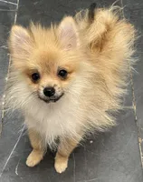 Micro Sunny, a male Pomeranian for sale in Avon Park, FL – 10 of 10