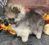 TWINKIE  ORANGE SABLE AKC MALE, a male Pomeranian for sale in Avon Park, FL – Photo 10 of 10
