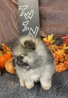 TWINKIE  ORANGE SABLE AKC MALE, a male Pomeranian for sale in Avon Park, FL – Photo 5 of 10