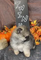 TWINKIE  ORANGE SABLE AKC MALE, a male Pomeranian for sale in Avon Park, FL – Photo 8 of 10