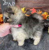 TWINKIE  ORANGE SABLE AKC MALE, a male Pomeranian for sale in Avon Park, FL – Photo 9 of 10