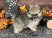 TWINKIE  ORANGE SABLE AKC MALE, a male Pomeranian for sale in Avon Park, FL – Photo 1 of 10