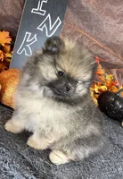 TWINKIE  ORANGE SABLE AKC MALE, a male Pomeranian for sale in Avon Park, FL – Photo 2 of 10