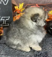 TWINKIE  ORANGE SABLE AKC MALE, a male Pomeranian for sale in Avon Park, FL – Photo 6 of 10