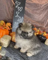 TWINKIE  ORANGE SABLE AKC MALE, a male Pomeranian for sale in Avon Park, FL – Photo 3 of 10
