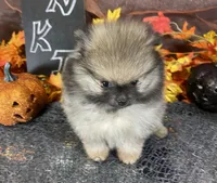 TWINKIE  ORANGE SABLE AKC MALE, a male Pomeranian for sale in Avon Park, FL – Photo 7 of 10