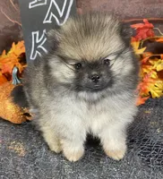 TWINKIE  ORANGE SABLE AKC MALE, a male Pomeranian for sale in Avon Park, FL – Photo 4 of 10