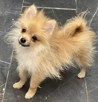 Micro Sunny, a male Pomeranian for sale in Avon Park, FL – 5 of 10