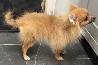 Micro Lucky, a male Pomeranian for sale in Avon Park, FL – 4 of 6