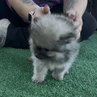 Sting, a male Pomeranian for sale in Avon Park, FL – 6 of 8