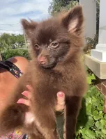 Extra Micro Mocha, a male Pomeranian for sale in Avon Park, FL – 4 of 9