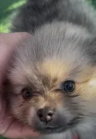 Petals , a female Pomeranian for sale in Avon Park, FL – 3 of 6
