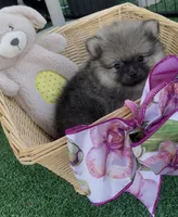 Sting, a male Pomeranian for sale in Avon Park, FL – 5 of 8