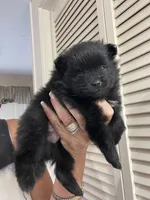 Midnight, a male Pomeranian for sale in Avon Park, FL – Photo 1 of 6