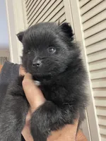 Midnight, a male Pomeranian for sale in Avon Park, FL – Photo 6 of 6