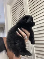 Midnight, a male Pomeranian for sale in Avon Park, FL – Photo 4 of 6