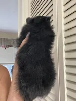 Midnight, a male Pomeranian for sale in Avon Park, FL – Photo 5 of 6