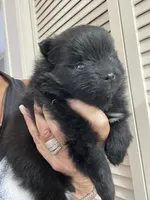 Midnight, a male Pomeranian for sale in Avon Park, FL – Photo 3 of 6