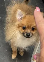 Micro Lucky, a male Pomeranian for sale in Avon Park, FL – 5 of 6