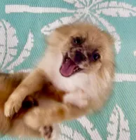 Yang, a male Pomeranian for sale in Avon Park, FL – Photo 1 of 5