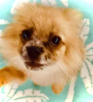 Yang, a male Pomeranian for sale in Avon Park, FL – Photo 4 of 5