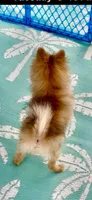 Yang, a male Pomeranian for sale in Avon Park, FL – Photo 5 of 5