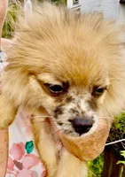 Yang, a male Pomeranian for sale in Avon Park, FL – Photo 3 of 5