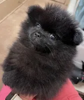 Mariska's Poms -  *Zelda*, a female Pomeranian for sale in Avon Park, FL – Photo 1 of 10
