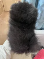 Mariska's Poms -  *Zelda*, a female Pomeranian for sale in Avon Park, FL – Photo 5 of 10