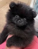 Mariska's Poms -  *Zelda*, a female Pomeranian for sale in Avon Park, FL – Photo 6 of 10